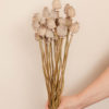 Papaver - Imagen 2